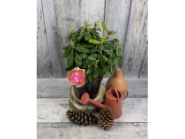 'Hellikki' - różanecznik wielkokwiatowy 
Rhododendron hybridum 'Hellikki' 2