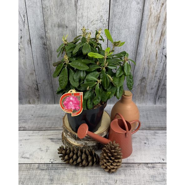 'Hellikki' - różanecznik wielkokwiatowy 
Rhododendron hybridum 'Hellikki'