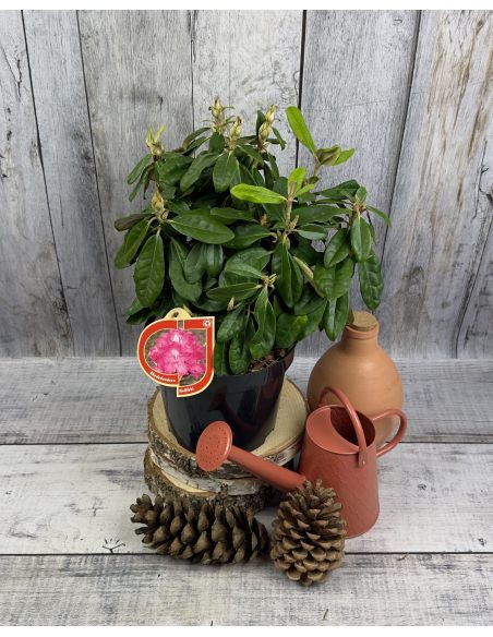 'Hellikki' - różanecznik wielkokwiatowy 
Rhododendron hybridum 'Hellikki'