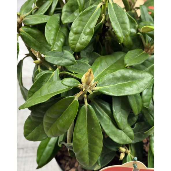 Różanecznik Hellikki