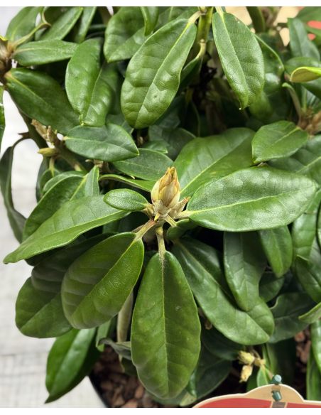 Różanecznik Hellikki