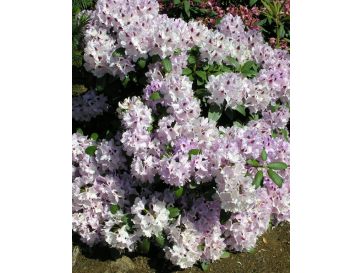 Różanecznik Humboldt