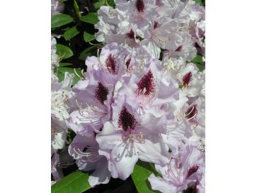 Różanecznik Humboldt 2