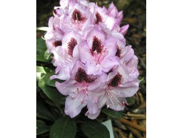 Różanecznik Humboldt 2