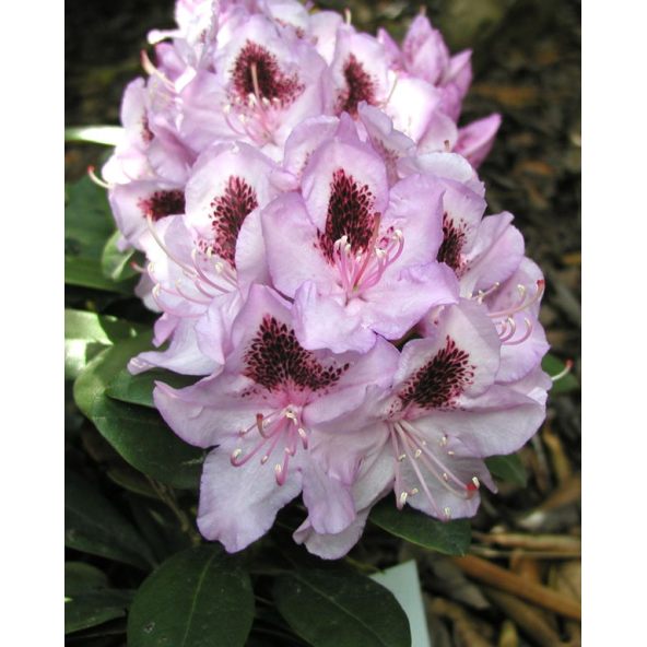 'Humbold' - różanecznik wielkokwiatowy 
Rhododendron hybridum 'Humbold'