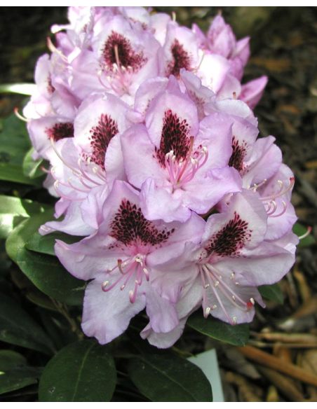 'Humbold' - różanecznik wielkokwiatowy 
Rhododendron hybridum 'Humbold'