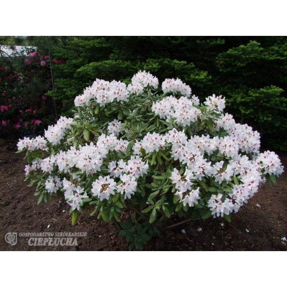 Różanecznik Schneeauge