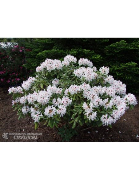 Różanecznik Schneeauge Różanecznik Schneeauge