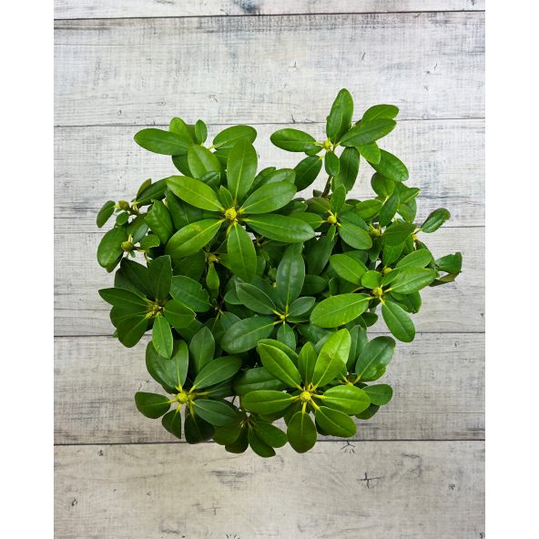 'Humbold' - różanecznik wielkokwiatowy 
Rhododendron hybridum 'Humbold'