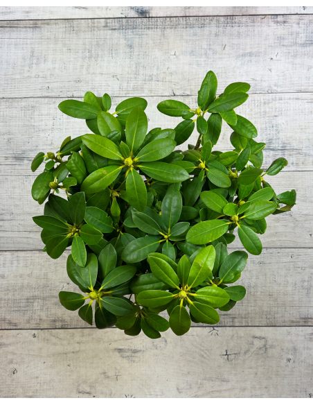 'Humbold' - różanecznik wielkokwiatowy 
Rhododendron hybridum 'Humbold'