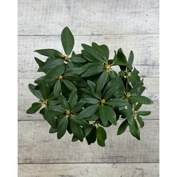 'Late Zembla' - różanecznik wielkokwiatowy
Rhododendron hybridum 'Late Zembla'