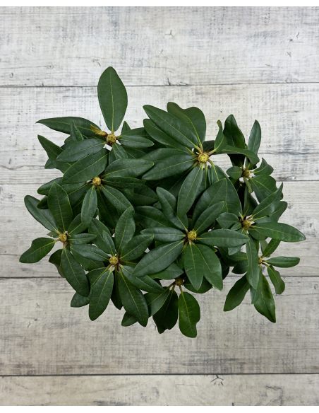 'Late Zembla' - różanecznik wielkokwiatowy
Rhododendron hybridum 'Late Zembla'