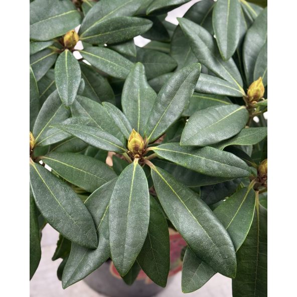 'Late Zembla' - różanecznik wielkokwiatowy
Rhododendron hybridum 'Late Zembla'