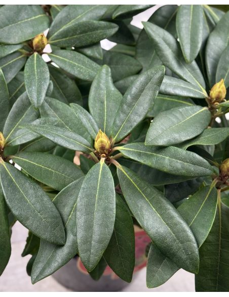 'Late Zembla' - różanecznik wielkokwiatowy
Rhododendron hybridum 'Late Zembla'