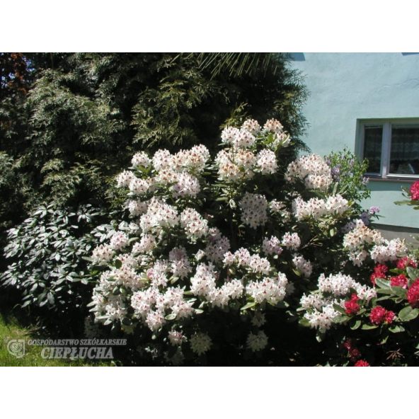 Różanecznik Schneeauge