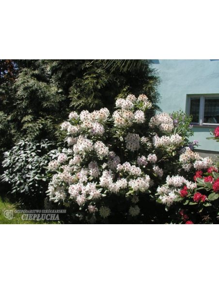 Różanecznik Schneeauge Różanecznik Schneeauge