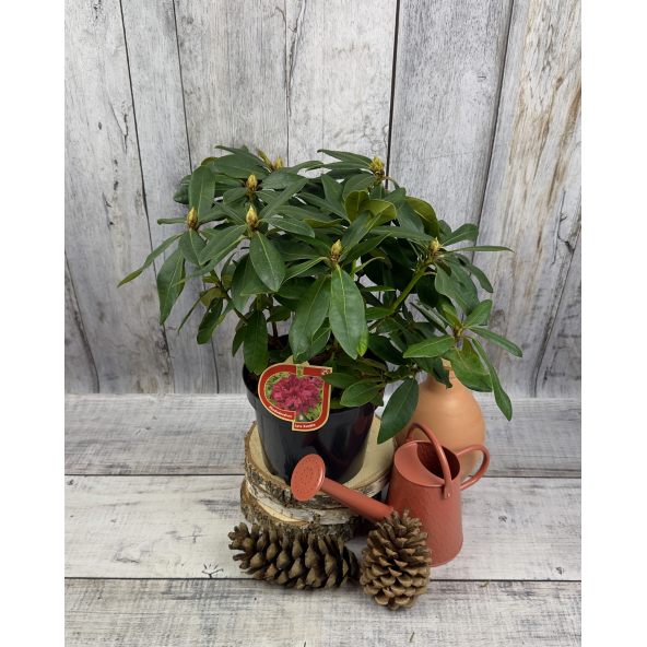 'Late Zembla' - różanecznik wielkokwiatowy
Rhododendron hybridum 'Late Zembla'