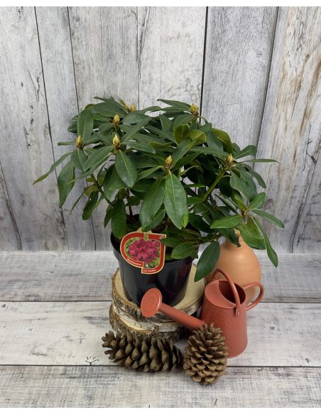 'Late Zembla' - różanecznik wielkokwiatowy
Rhododendron hybridum 'Late Zembla'