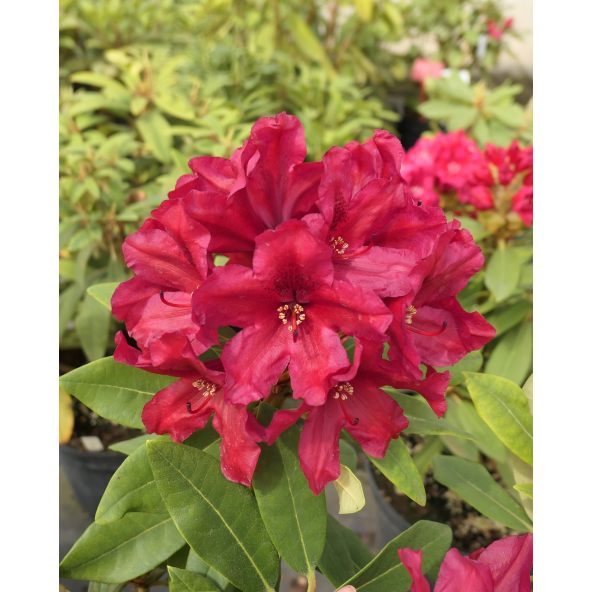 'Late Zembla' - różanecznik wielkokwiatowy
Rhododendron hybridum 'Late Zembla'