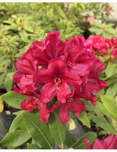 'Late Zembla' - różanecznik wielkokwiatowy
Rhododendron hybridum 'Late Zembla'