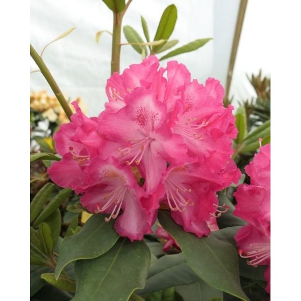 'Marabu' - różanecznik wielkokwiatowy 
Rhododendron hybridum 'Marabu'