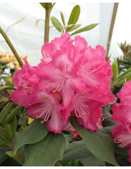 'Marabu' - różanecznik wielkokwiatowy 
Rhododendron hybridum 'Marabu'