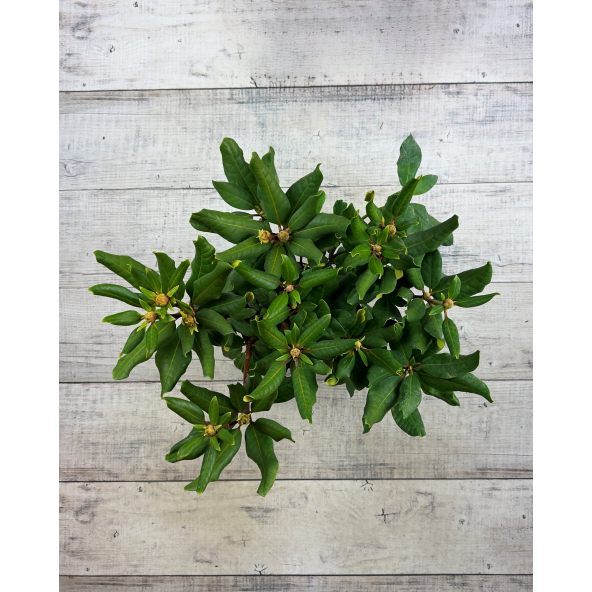 'Marabu' - różanecznik wielkokwiatowy 
Rhododendron hybridum 'Marabu'