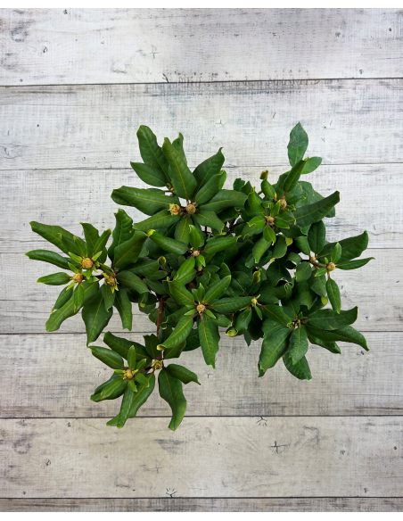 'Marabu' - różanecznik wielkokwiatowy 
Rhododendron hybridum 'Marabu'