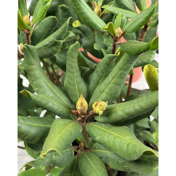 'Marabu' - różanecznik wielkokwiatowy 
Rhododendron hybridum 'Marabu'