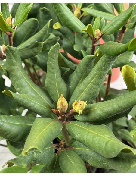'Marabu' - różanecznik wielkokwiatowy 
Rhododendron hybridum 'Marabu'