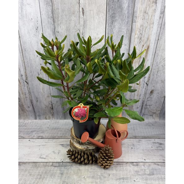 'Marabu' - różanecznik wielkokwiatowy 
Rhododendron hybridum 'Marabu'