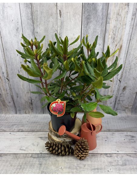 'Marabu' - różanecznik wielkokwiatowy 
Rhododendron hybridum 'Marabu'