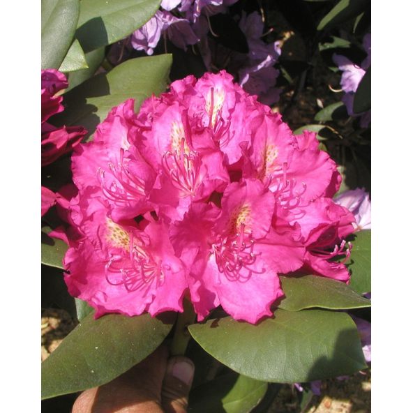 'Pearce's American Beauty' - różanecznik wielkokwiatowy
Rhododendron hybridum 'Pearce's American Beauty'