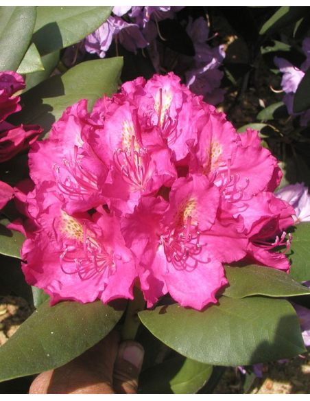 'Pearce's American Beauty' - różanecznik wielkokwiatowy
Rhododendron hybridum 'Pearce's American Beauty'