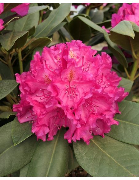 'Pearce's American Beauty' - różanecznik wielkokwiatowy
Rhododendron hybridum 'Pearce's American Beauty'