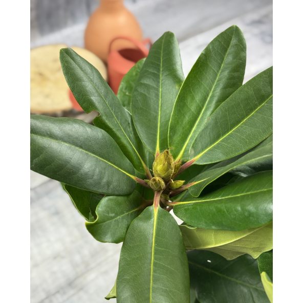 'Pearce's American Beauty' - różanecznik wielkokwiatowy
Rhododendron hybridum 'Pearce's American Beauty'