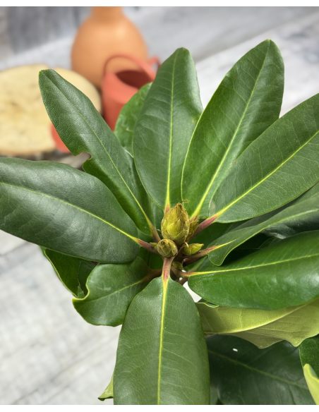 'Pearce's American Beauty' - różanecznik wielkokwiatowy
Rhododendron hybridum 'Pearce's American Beauty'
