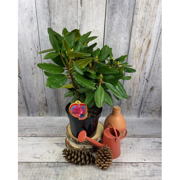 'Pearce's American Beauty' - różanecznik wielkokwiatowy
Rhododendron hybridum 'Pearce's American Beauty'