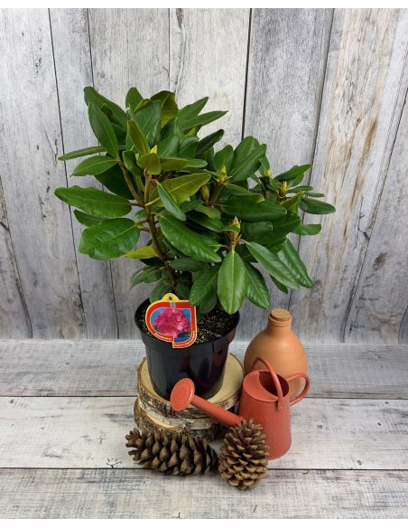 'Pearce's American Beauty' - różanecznik wielkokwiatowy
Rhododendron hybridum 'Pearce's American Beauty'