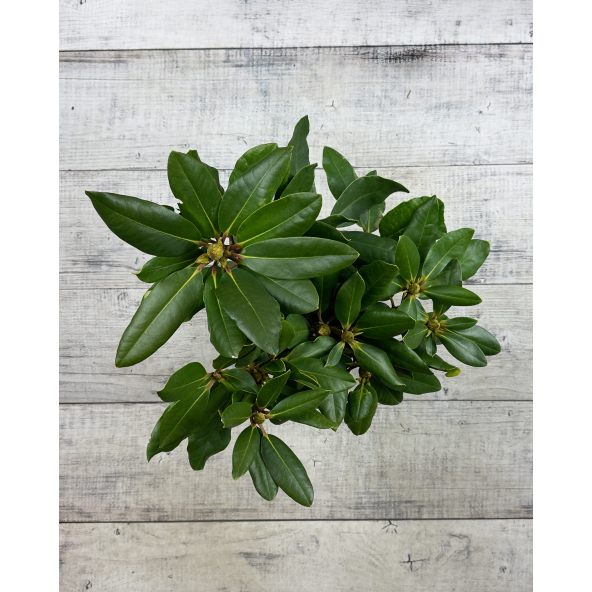 'Pearce's American Beauty' - różanecznik wielkokwiatowy
Rhododendron hybridum 'Pearce's American Beauty'