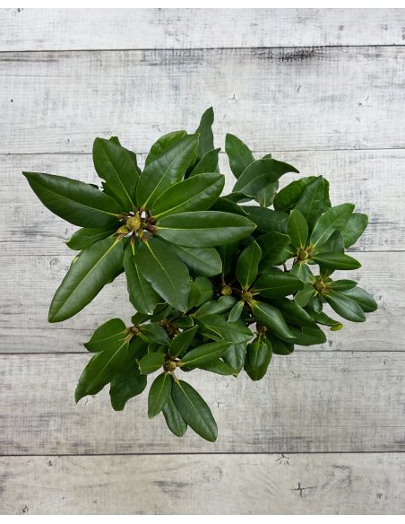 'Pearce's American Beauty' - różanecznik wielkokwiatowy
Rhododendron hybridum 'Pearce's American Beauty'