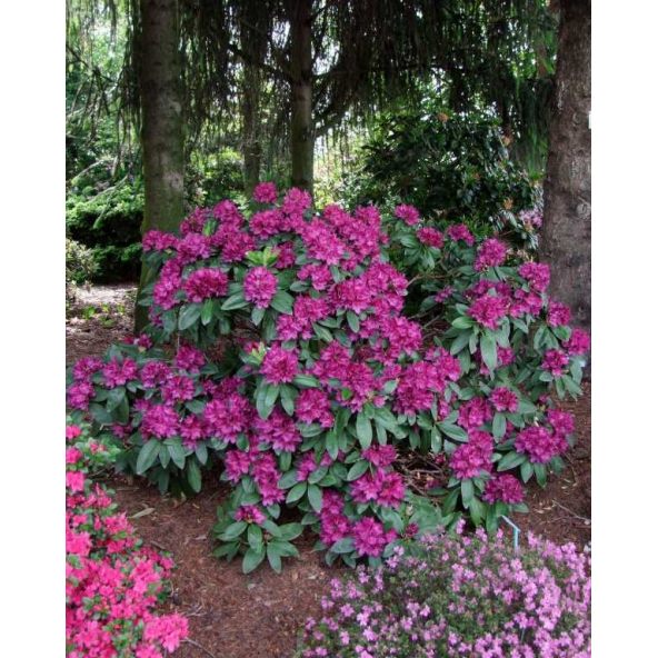 'Polarnacht' - różanecznik wielkokwiatowy
Rhododendron hybridum 'Polarnacht'
