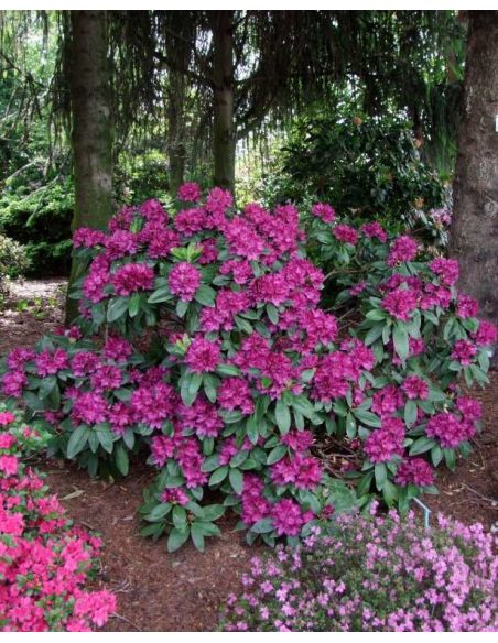 'Polarnacht' - różanecznik wielkokwiatowy
Rhododendron hybridum 'Polarnacht'