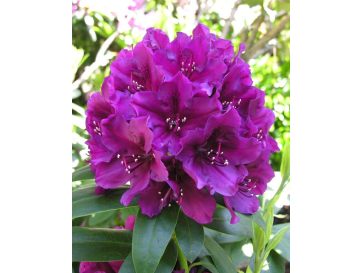 'Polarnacht' - różanecznik wielkokwiatowy
Rhododendron hybridum 'Polarnacht'