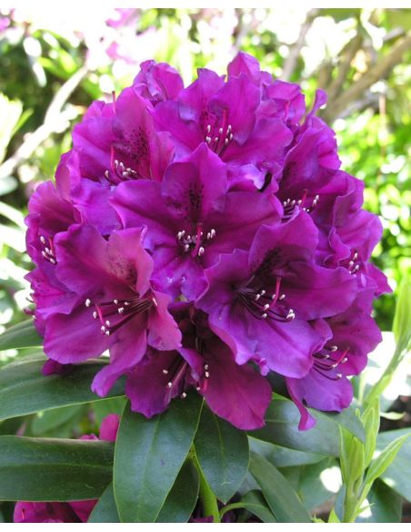 'Polarnacht' - różanecznik wielkokwiatowy
Rhododendron hybridum 'Polarnacht'