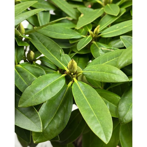 'Polarnacht' - różanecznik wielkokwiatowy
Rhododendron hybridum 'Polarnacht'