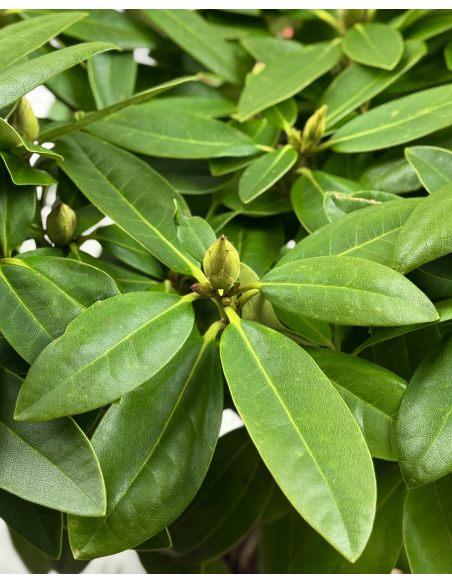 'Polarnacht' - różanecznik wielkokwiatowy
Rhododendron hybridum 'Polarnacht'