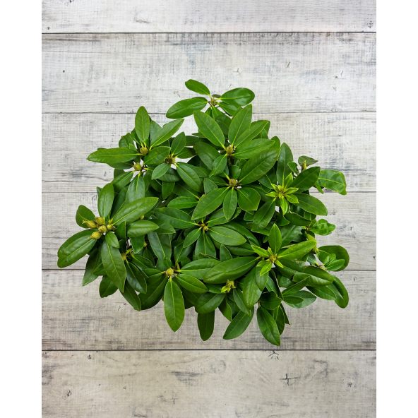 'Polarnacht' - różanecznik wielkokwiatowy
Rhododendron hybridum 'Polarnacht'