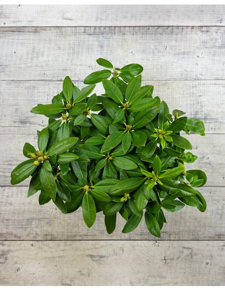 'Polarnacht' - różanecznik wielkokwiatowy
Rhododendron hybridum 'Polarnacht'