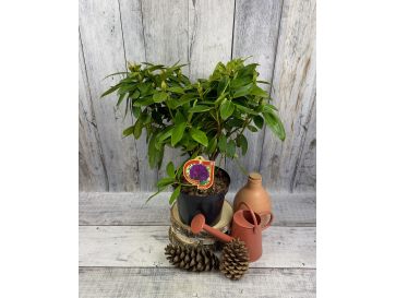 'Polarnacht' - różanecznik wielkokwiatowy
Rhododendron hybridum 'Polarnacht' 2